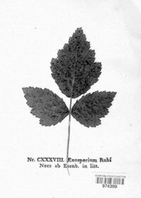 Exosporium rubi image